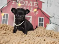 Cookie, a female Chihuahua and Chipoo for sale in Silver Lake, IN – Photo 5 of 5