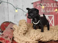 Cookie, a female Chihuahua and Chipoo for sale in Silver Lake, IN – Photo 4 of 5
