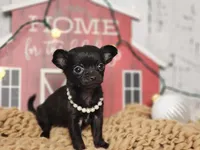 Cookie, a female Chihuahua and Chipoo for sale in Silver Lake, IN – Photo 1 of 5