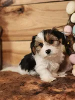 Terry, a male Yorkshire Terrier and Miniature Dachshund for sale in Silver Lake, IN – Photo 3 of 4