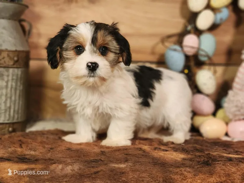 Terry – Yorkshire Terrier, Miniature Dachshund puppy for sale in Silver Lake, IN