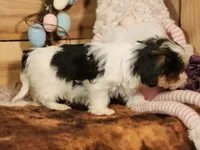 Terry, a male Yorkshire Terrier and Miniature Dachshund for sale in Silver Lake, IN – Photo 4 of 4