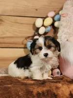 Terry, a male Yorkshire Terrier and Miniature Dachshund for sale in Silver Lake, IN – Photo 2 of 4