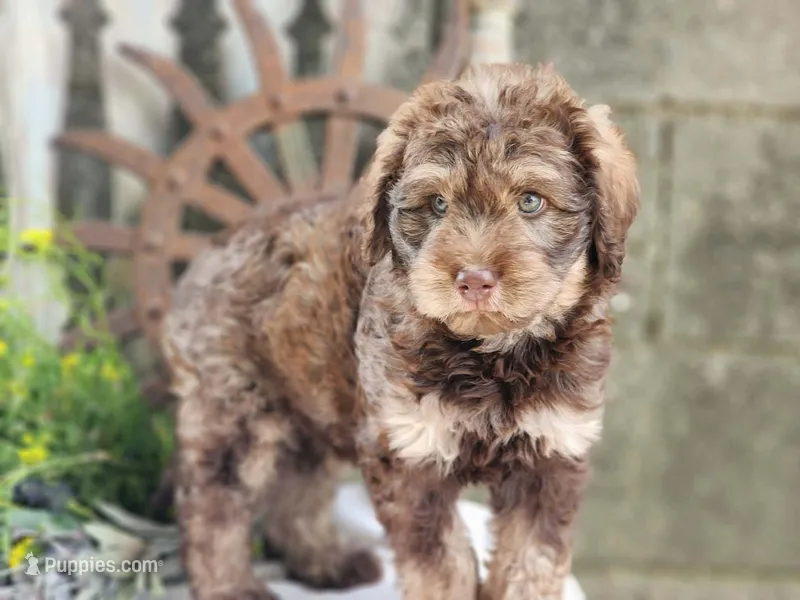 Bernard – Miniature Bernedoodle puppy for sale in Silver Lake, IN