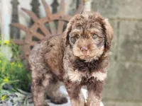 Bernard, a male Miniature Bernedoodle for sale in Silver Lake, IN – 1 of 6