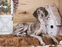 Beatris , a female Poodle - Miniature  and Miniature Bernedoodle for sale in Silver Lake, IN – 6 of 7