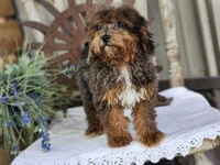 Forrest Frank, a male Poodle - Toy  and Miniature Goldendoodle for sale in Silver Lake, IN – 2 of 10