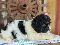 Bonnie, a female Cavapoo for sale in Silver Lake, IN – 5 of 6