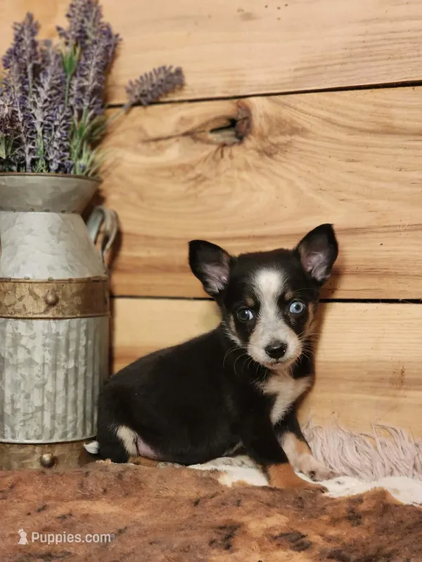 Coco – Australian Cattle Dog puppy for sale in Silver Lake, IN