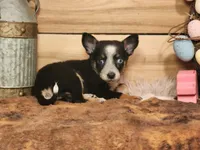 Coco, a female Australian Cattle Dog for sale in Silver Lake, IN – Photo 2 of 2