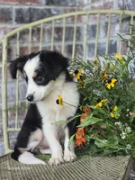 Darling, a female Miniature Australian Shepherd for sale in Silver Lake, IN – 3 of 4