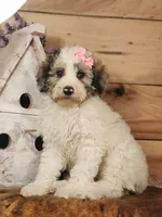 Beatris , a female Poodle - Miniature  and Miniature Bernedoodle for sale in Silver Lake, IN – 5 of 7