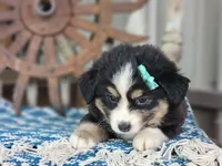 Dahlia, a female Miniature Australian Shepherd for sale in Silver Lake, IN – 2 of 7