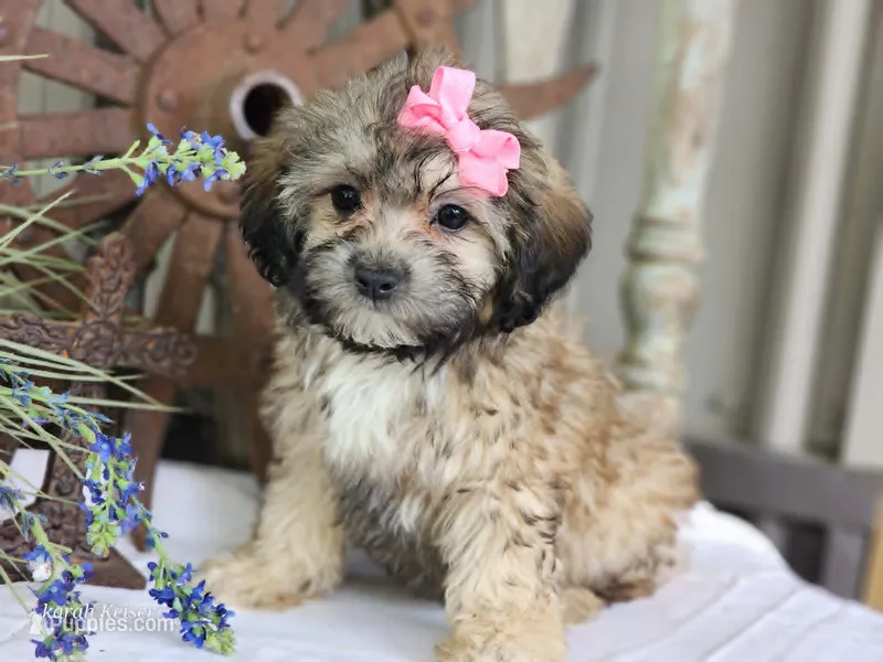 Taffy – French Bulldog, Poodle - Toy  puppy for sale in Silver Lake, IN