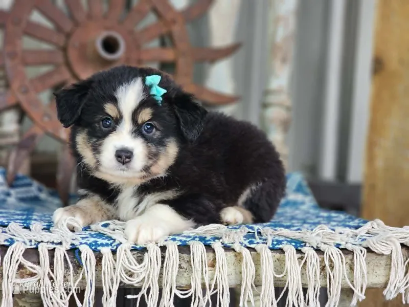 Dahlia – Miniature Australian Shepherd puppy for sale in Silver Lake, IN