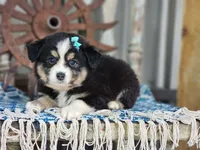 Dahlia, a female Miniature Australian Shepherd for sale in Silver Lake, IN – 1 of 7