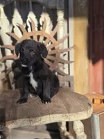 Sawyer, a male Australian Cattle Dog and Poodle - Miniature  for sale in Silver Lake, IN – 3 of 6