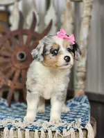 Daisy, a female Miniature Australian Shepherd for sale in Silver Lake, IN – 4 of 10