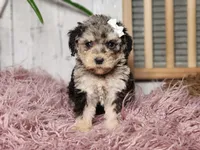 Bella, a female Miniature Goldendoodle for sale in Silver Lake, IN – Photo 4 of 7