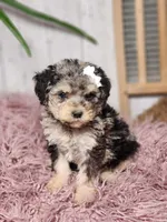 Bella, a female Miniature Goldendoodle for sale in Silver Lake, IN – Photo 2 of 7