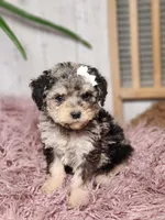 Bella, a female Miniature Goldendoodle for sale in Silver Lake, IN – Photo 1 of 7