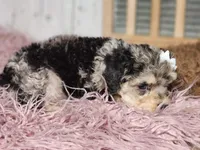 Bella, a female Miniature Goldendoodle for sale in Silver Lake, IN – Photo 6 of 7
