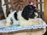 Bonnie, a female Cavapoo for sale in Silver Lake, IN – 3 of 6