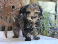Sunny, a male Poodle - Toy  for sale in Silver Lake, IN – 4 of 5