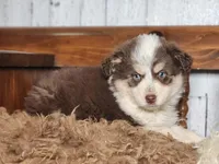 Dusty, a female Australian Cattle Dog and Miniature Australian Shepherd for sale in Silver Lake, IN – Photo 2 of 5