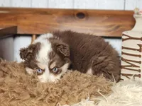 Dusty, a female Australian Cattle Dog and Miniature Australian Shepherd for sale in Silver Lake, IN – Photo 3 of 5