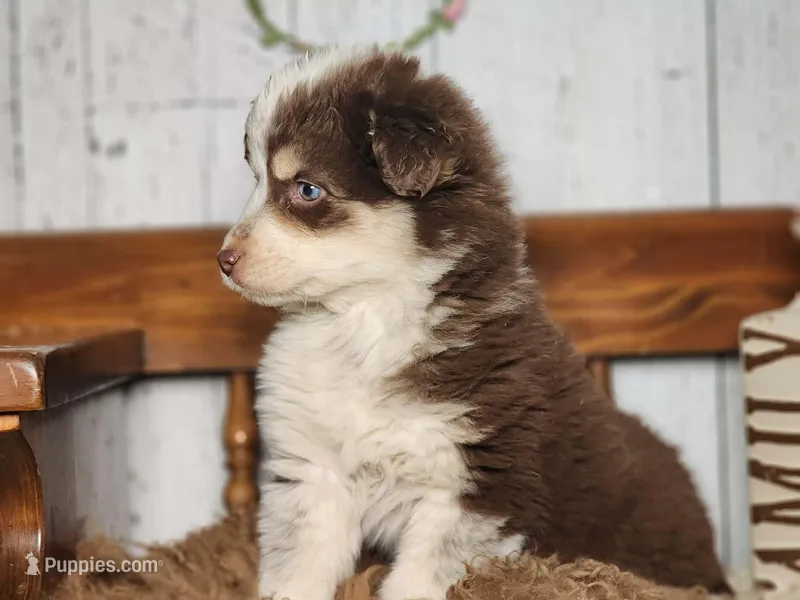 Dusty, a female Australian Cattle Dog and Miniature Australian Shepherd for sale in Silver Lake, IN – Photo 1 of 5
