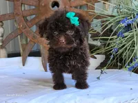 Sugar, a female Poodle - Toy  for sale in Silver Lake, IN – 3 of 4