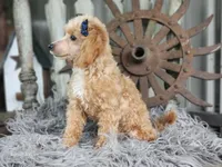Sandy, a female Poodle - Toy  for sale in Silver Lake, IN – 4 of 6