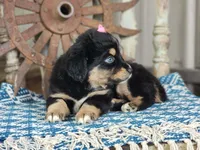 Dolly, a female Miniature Australian Shepherd for sale in Silver Lake, IN – 5 of 7