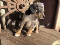 Susie, a female Australian Cattle Dog and Poodle - Miniature  for sale in Silver Lake, IN – 2 of 6