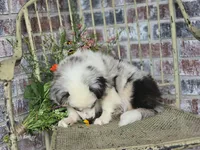 Dusty, a male Miniature Australian Shepherd for sale in Silver Lake, IN – 3 of 6