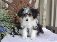 Daisy, a female Miniature Aussiedoodle for sale in Silver Lake, IN – 6 of 6