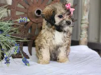 Taffy, a female French Bulldog and Poodle - Toy  for sale in Silver Lake, IN – 5 of 9