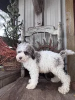 Eli , a male Miniature Goldendoodle for sale in Silver Lake, IN – 7 of 9