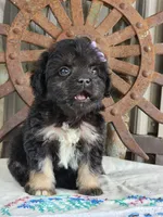 Taffy , a female French Bulldog and Poodle - Toy  for sale in Silver Lake, IN – 3 of 3