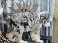 Faith, a female Miniature Bernedoodle for sale in Silver Lake, IN – 9 of 9