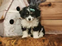 Daphanie, a female Miniature Aussiedoodle for sale in Silver Lake, IN – Photo 2 of 3
