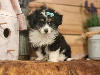 Daphanie, a female Miniature Aussiedoodle for sale in Silver Lake, IN – Photo 3 of 3