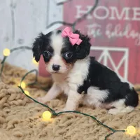 Clarice, a female Cavapoo for sale in Silver Lake, IN – Photo 5 of 6