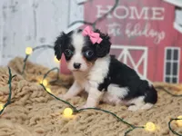 Clarice, a female Cavapoo for sale in Silver Lake, IN – Photo 5 of 6