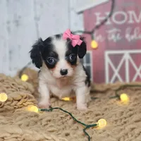 Clarice, a female Cavapoo for sale in Silver Lake, IN – Photo 2 of 6