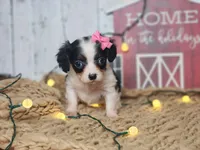 Clarice, a female Cavapoo for sale in Silver Lake, IN – Photo 2 of 6