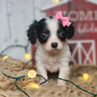 Clarice, a female Cavapoo for sale in Silver Lake, IN – Photo 4 of 6