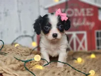 Clarice, a female Cavapoo for sale in Silver Lake, IN – Photo 4 of 6