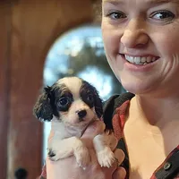 Clarice, a female Cavapoo for sale in Silver Lake, IN – Photo 1 of 6